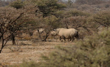 Spitzmaulnashorn [Diceros bicornis occidentalis]