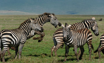 Grant's zebra [Equus quagga boehmi]