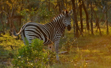 Chapman's zebra [Equus quagga chapmani]