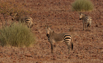 Hartmann-Bergzebra [Equus zebra hartmannae]