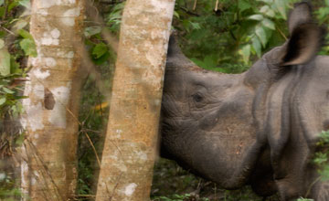 Great one-horned rhinoceros [Rhinoceros unicornis]