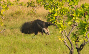 Giant anteater [Myrmecophaga tridactyla]