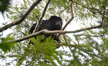 Schwarzer Brüllaffe [Alouatta caraya]