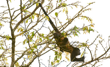 Mantelbrüllaffe [Alouatta palliata]