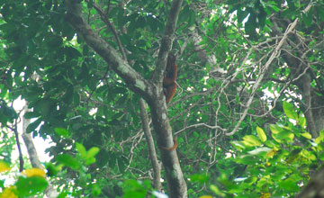 Colombian red howler [Alouatta seniculus juara]