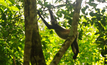 Geoffroy-Klammeraffe [Ateles geoffroyi yucatanensis]