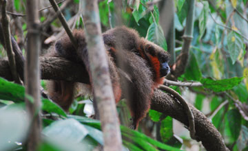 Red titi monkey [Callicebus moloch]