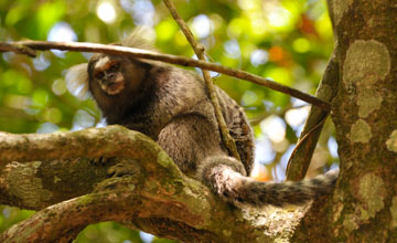 Black-tufted marmoset [Callithrix penicillata]