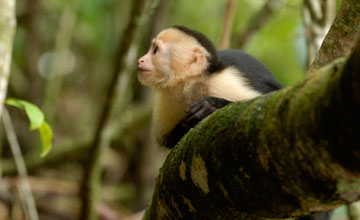 White-headed capuchin [Cebus capucinus imitator]