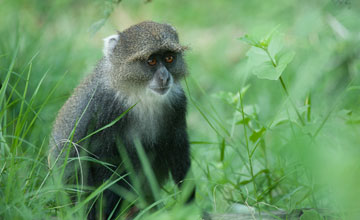 Weisskehlmeerkatze [Cercopithecus albogularis]