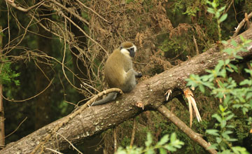 Äthiopien-Grünmeerkatze [Chlorocebus aethiops]