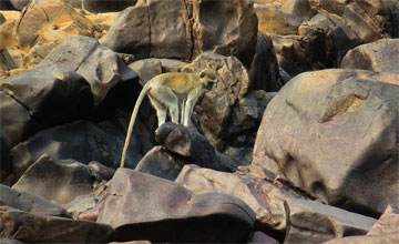 Malbrouck-Grünmeerkatze [Chlorocebus cynosuros]