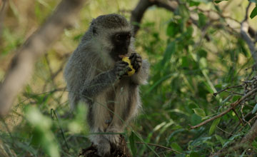 Südliche Grünmeerkatze [Chlorocebus pygerythrus pygerythus]