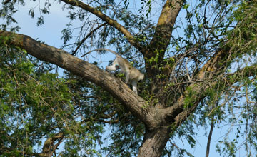 Tantalus-Grünmeerkatze [Chlorocebus tantalus budgetti]