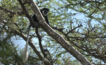 Mantelaffe [Colobus guereza guereza]