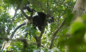 Mantelaffe [Colobus guereza occidentalis]