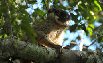 Brauner Maki [Eulemur fulvus]