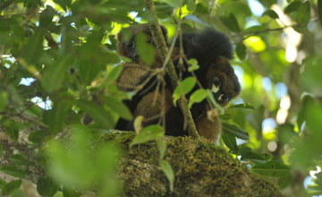 Rotbauchmaki [Eulemur rubriventer]