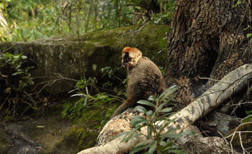 Rotstirnmaki [Eulemur rufifrons]