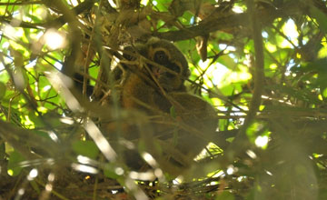 Goldener Bambuslemur [Hapalemur aureus]