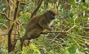 Östlicher Bambuslemur [Hapalemur griseus]