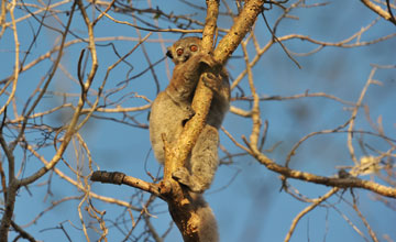 Petter's sportive lemur [Lepilemur petteri]