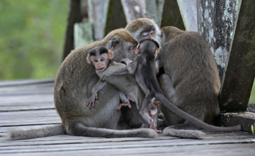 Javaneraffe [Macaca fascicularis fascicularis]