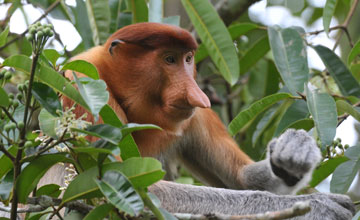 Proboscis monkey [Nasalis larvatus larvatus]