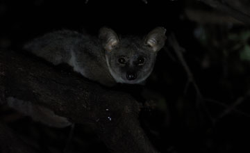 Brown greater galago [Otolemur crassicaudatus]