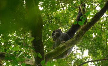 Eastern chimpanzee [Pan troglodytes schweinfurthii]