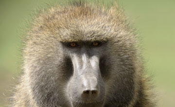 Olive baboon [Papio anubis]