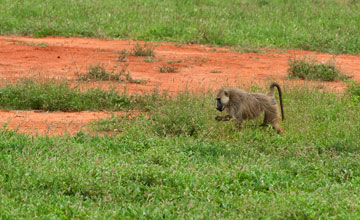 Steppenpavian [Papio cynocephalus ibeanus]