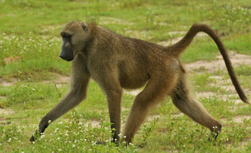 Gray-footed chacma [Papio ursinus griseipes]