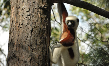 Coquerel-Sifaka [Propithecus coquereli]