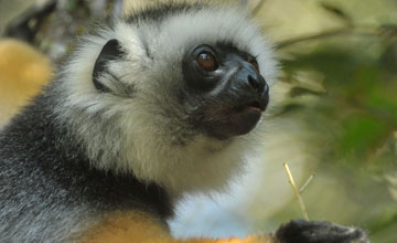 Diademed sifaka [Propithecus diadema]