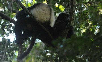 Milne-edwards' sifaka [Propithecus edwardsi]