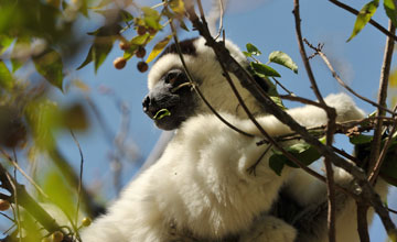 Larvensifaka [Propithecus verreauxi]