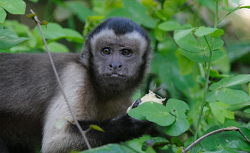 Brown capuchin [Sapajus apella]