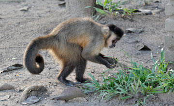 Black-striped capuchin [Sapajus libidinosus]