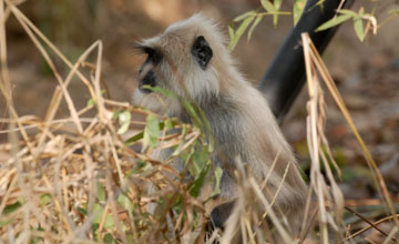 Bengal sacred langur [Semnopithecus entellus]