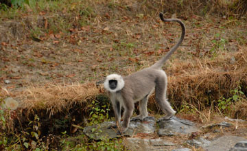 Nepal sacred langur [Semnopithecus schistaceus]