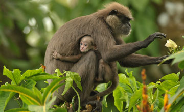 Weissbartlangur [Semnopithecus vetulus nestor]