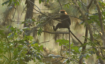 Weissbartlangur [Trachypithecus vetulus vetulus]