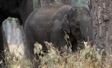 Indian elephant [Elephas maximus indicus]