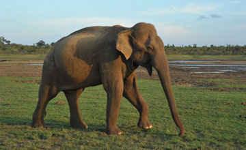 Sri-Lanka-Elefant [Elephas maximus maximus]