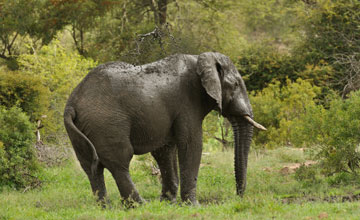 Afrikanischer Elefant [Loxodonta africana]