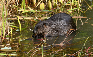 Kanadischer Biber [Castor canadensis]