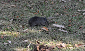 Brazilian guinea pig [Cavia aperea pamparum]