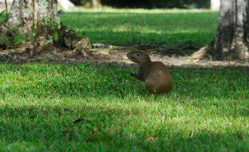 Central american agouti [Dasyprocta punctata]
