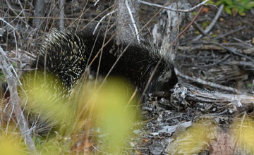 North american porcupine [Erethizon dorsatum dorsatum]